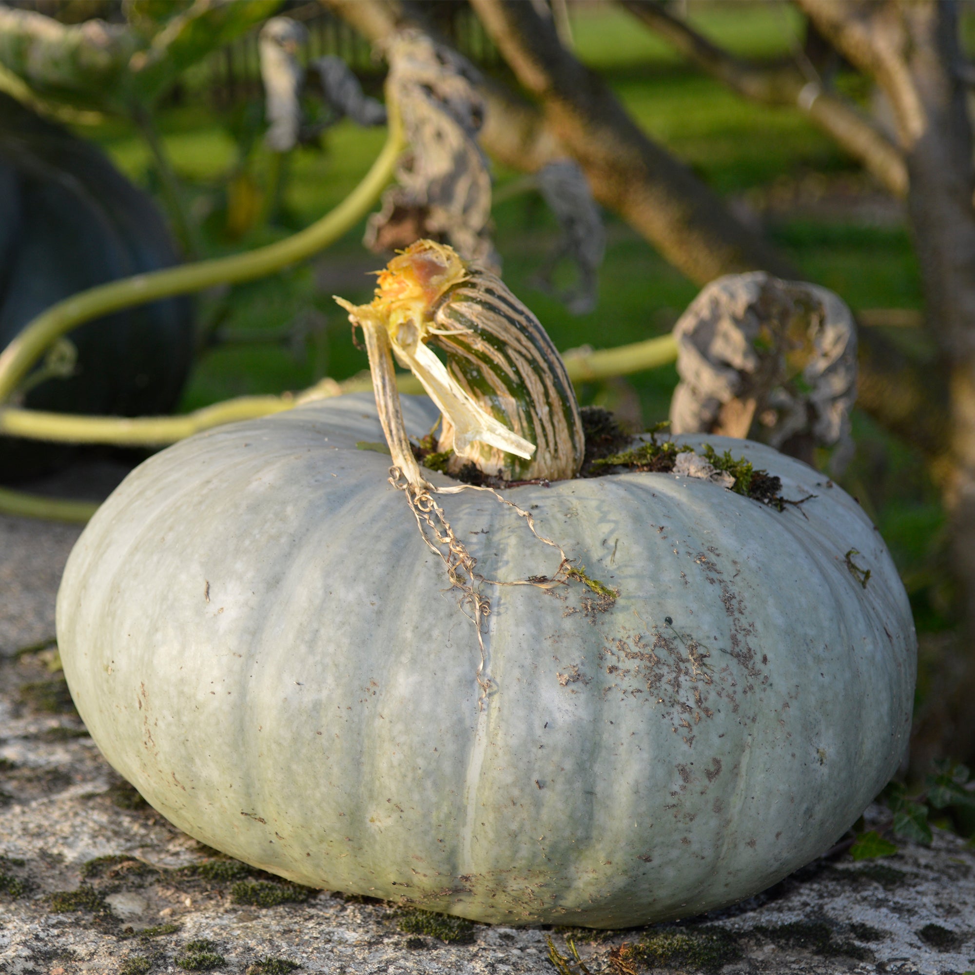 Bakker Potager Potiron bleu de Hongrie sachet chair sucrée