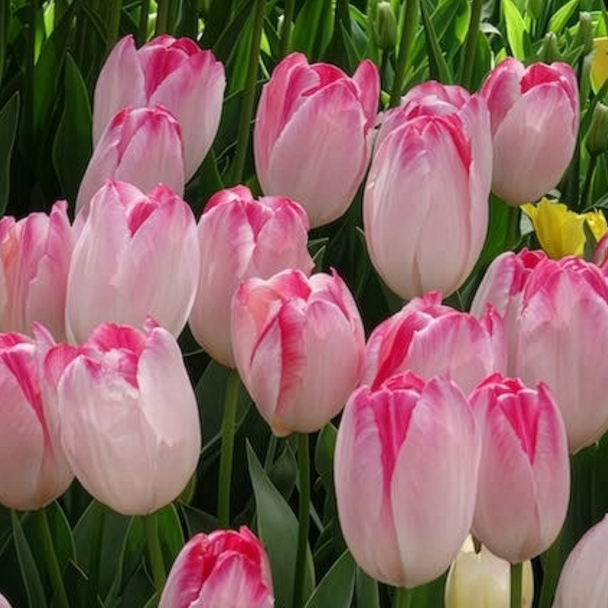 Bakker Supri Erotic tulipe rose 10 bulbes 11cm+