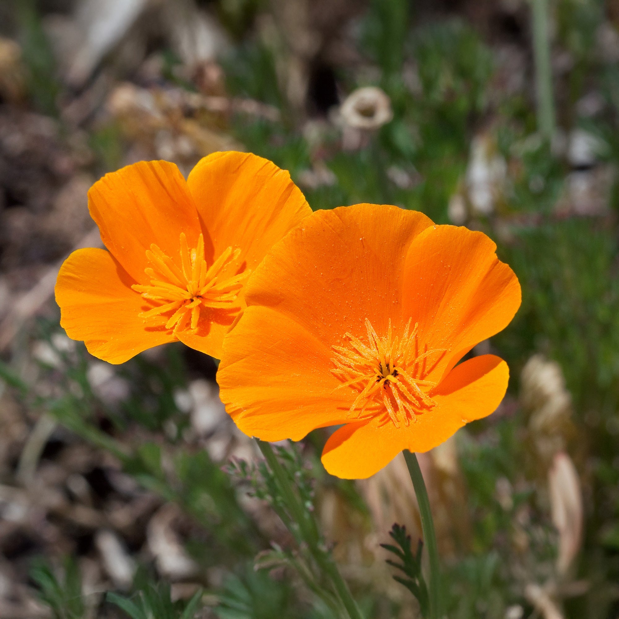 Bakker Pavot de Californie Aurantiaca graines orange 2g