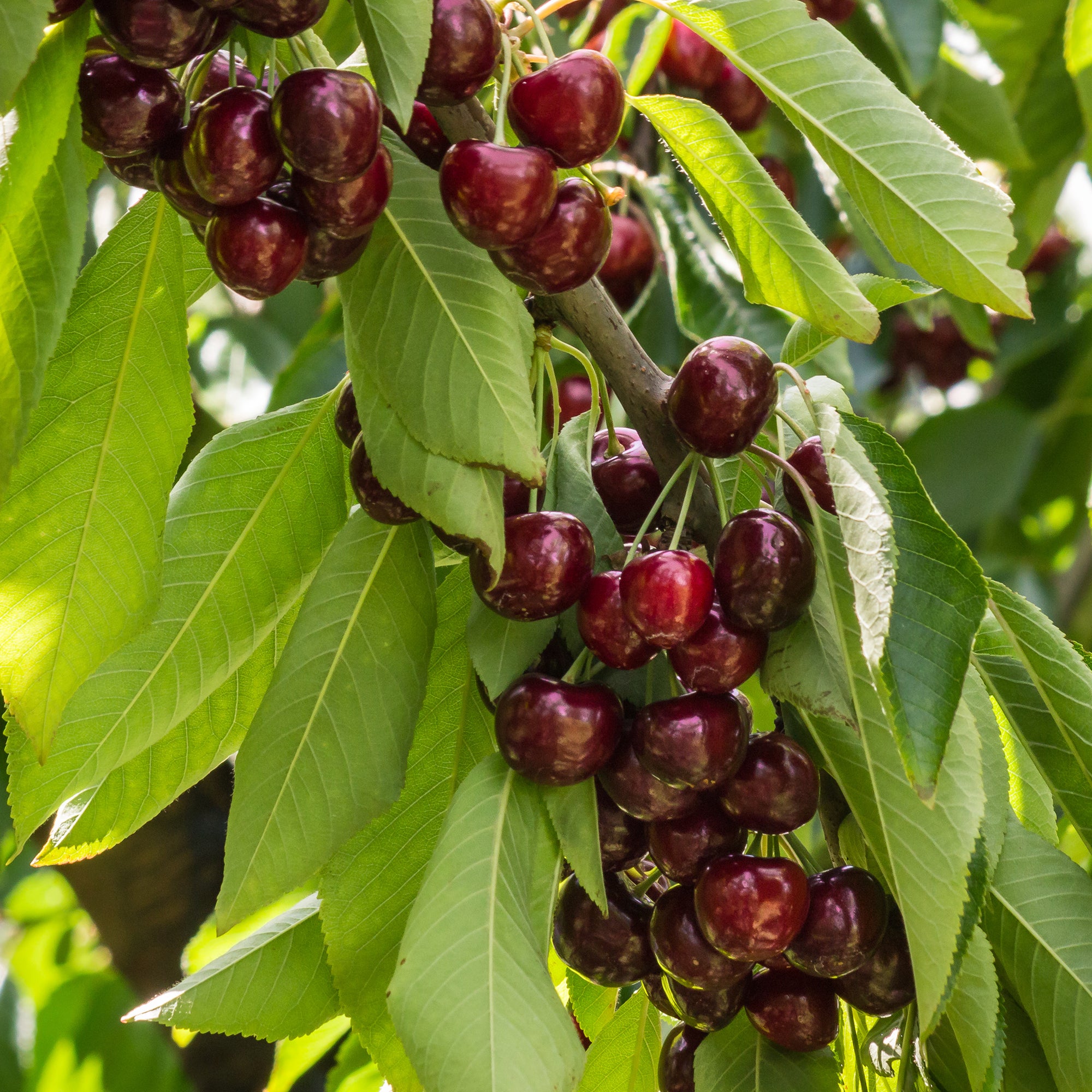Bakker Cerisier Stella autofertile fruitier pot 5 L cerises sucrées