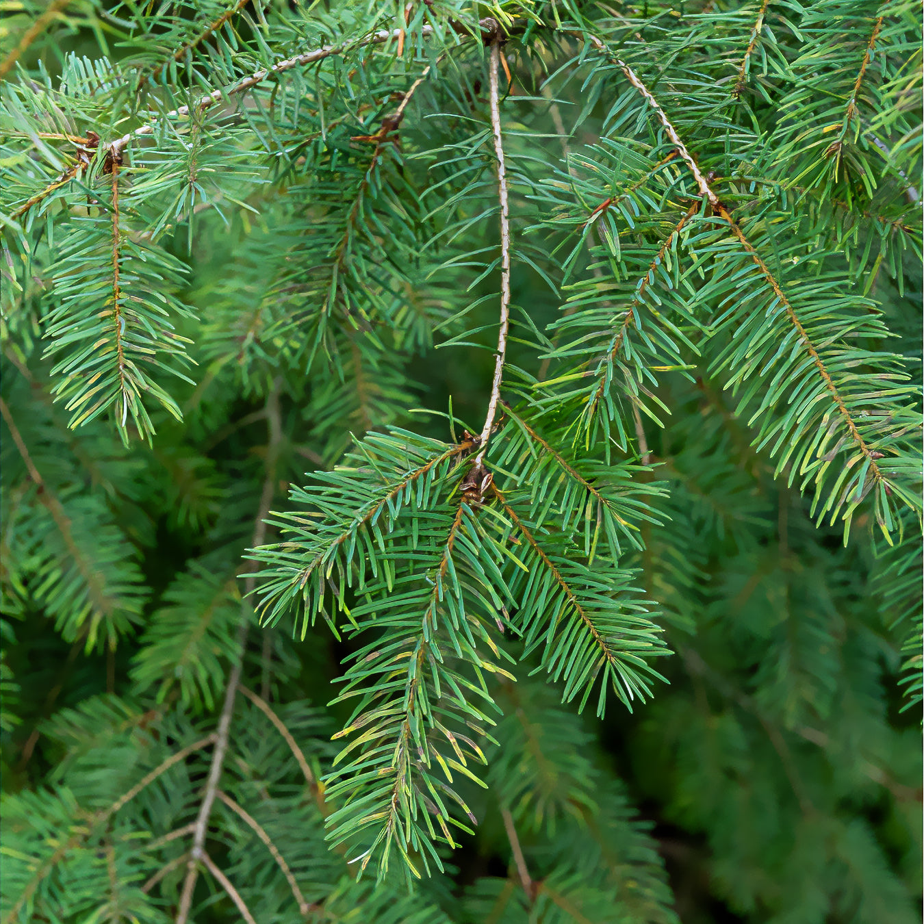 Bakker Sapin de Douglas conifère persistant pot 9cm 40-50cm