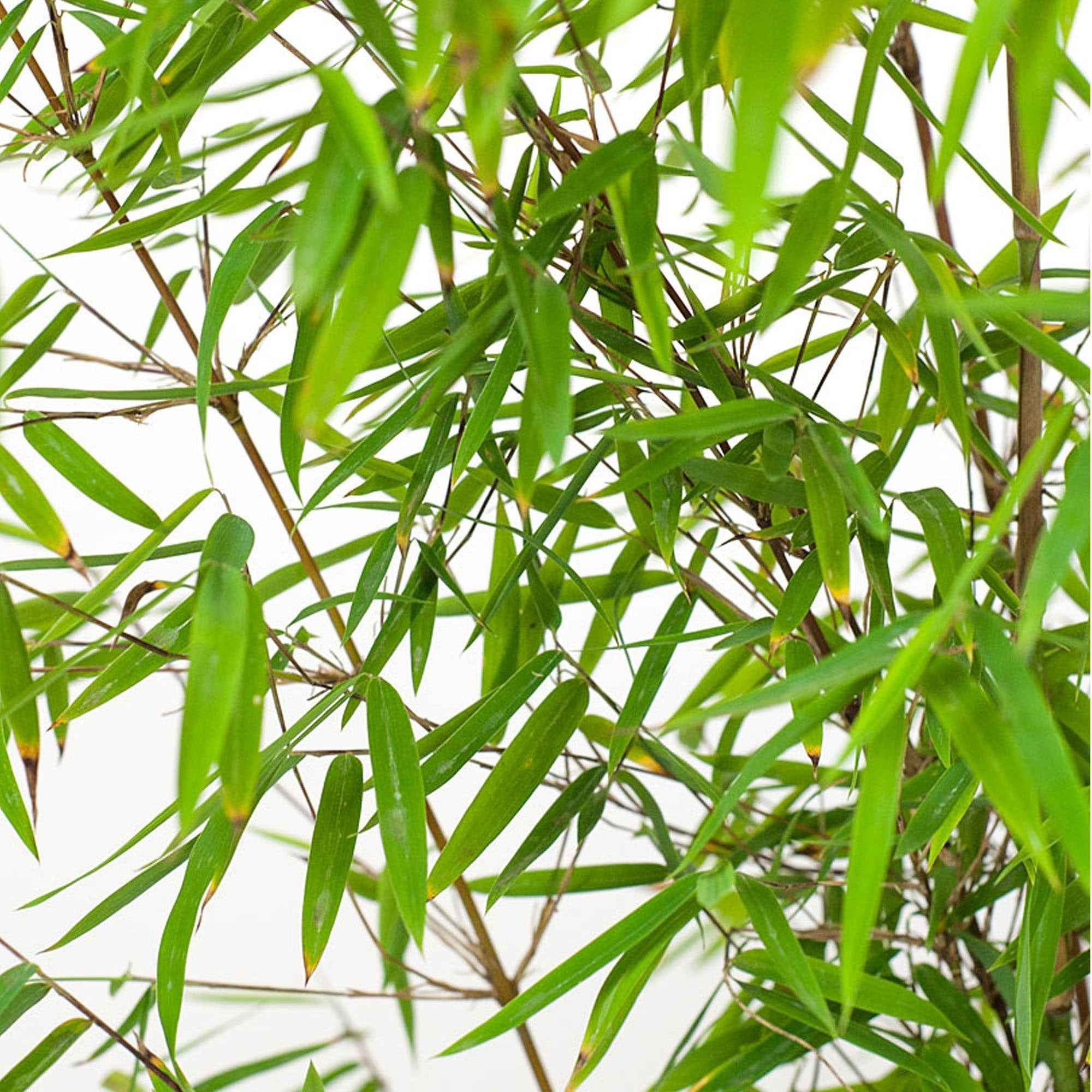 Bakker Bambou Jiuzhaigou non-traçant pot 40-50cm rustique