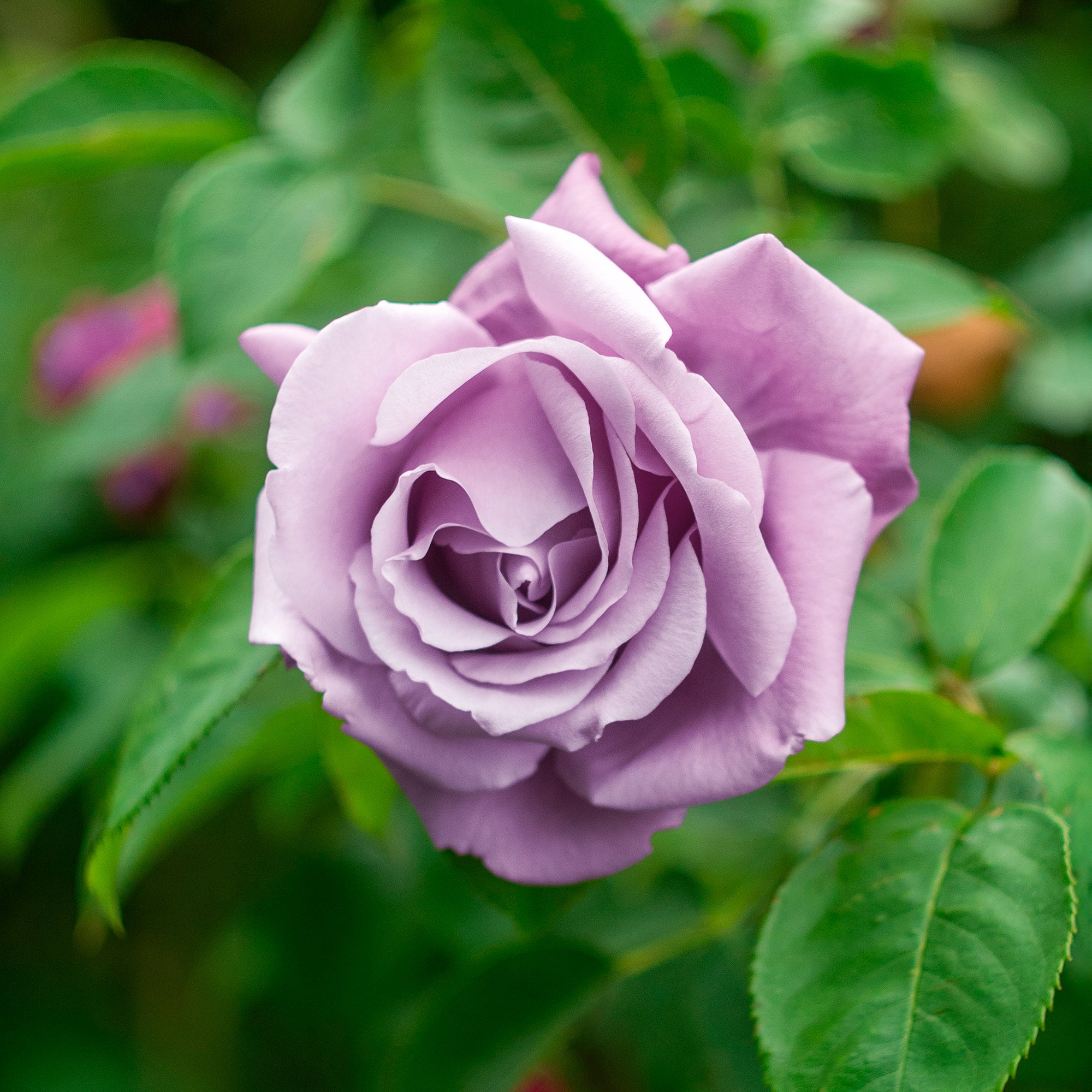 Bakker Walztime rosier buisson motte violet 90 cm