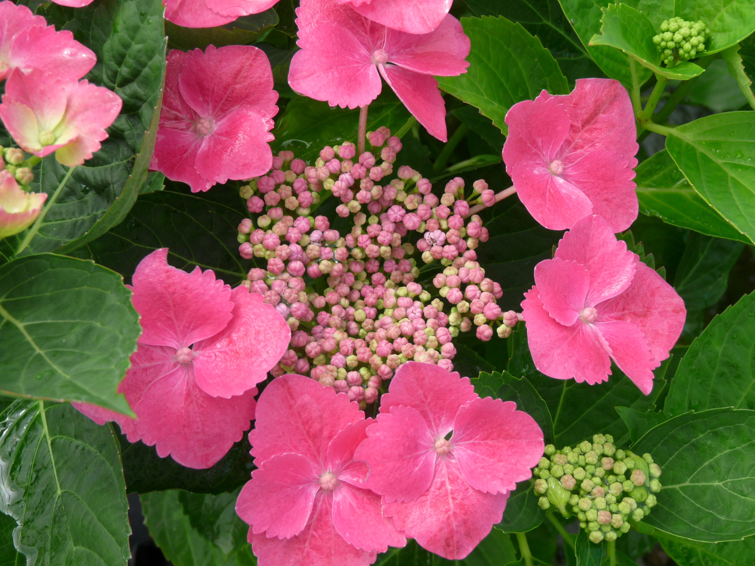 Les Hortensias du Haut Bois Grasmücke hortensia fleurs plates