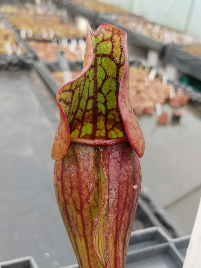 Carniflore Sarracenia purpurea ssp. purpurea plante carnivore 1 point
