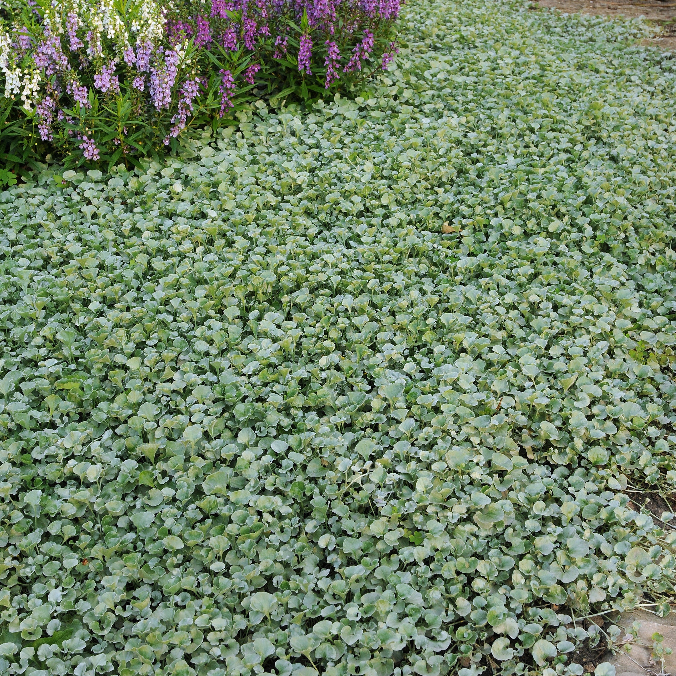 Bakker Silver Falls dichondra plante retombante 3 pots Ø10,5cm