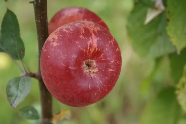 Michel Adam Reinette Baumann pommier pomme sucrée à couteau