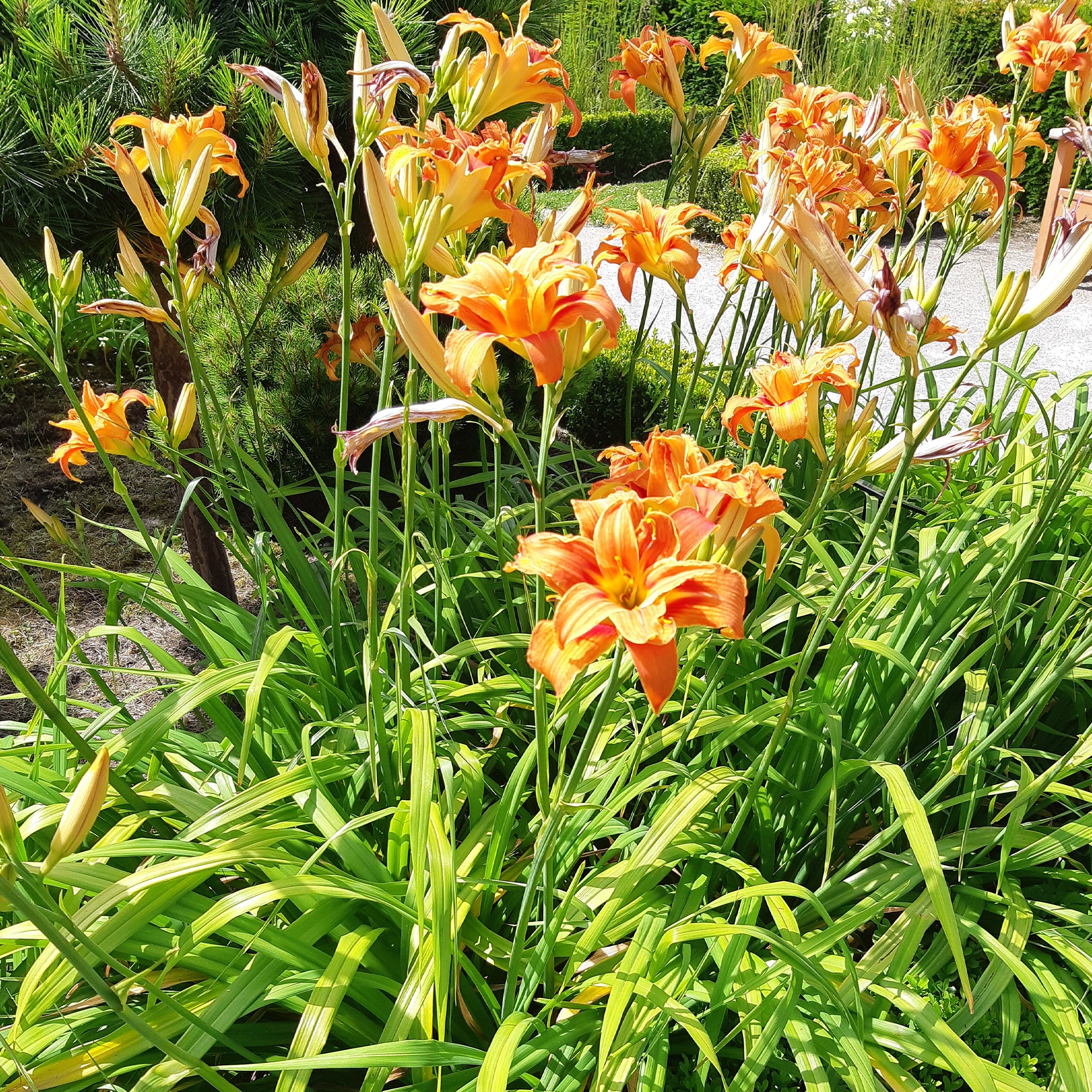Bakker Plantes vivaces Hémérocalle Flore Pleno orange pot 8cm