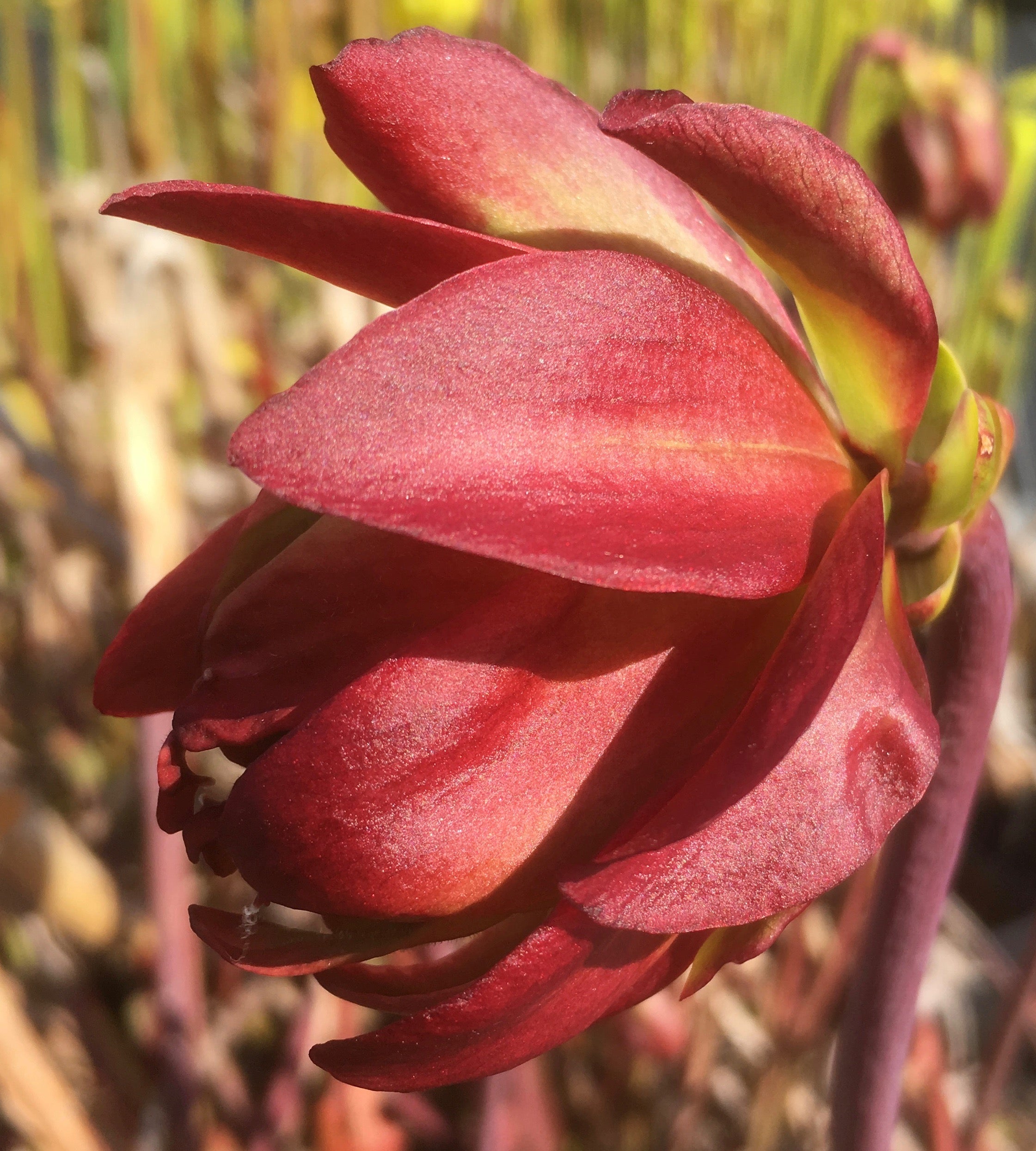 Carniflore Sarracenia leucophylla Tarnok pot 11cm