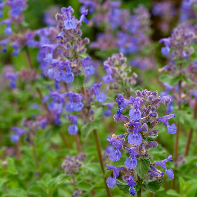 Bakker Nepeta mussinii vivace pot 9cm violet