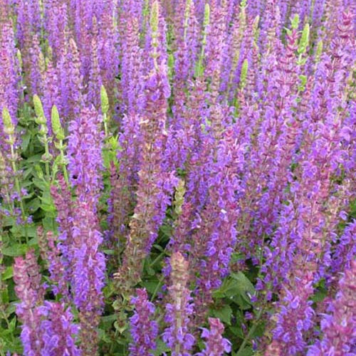 Bakker Vivaces Sauge Ostfriesland pot Ø9cm violet