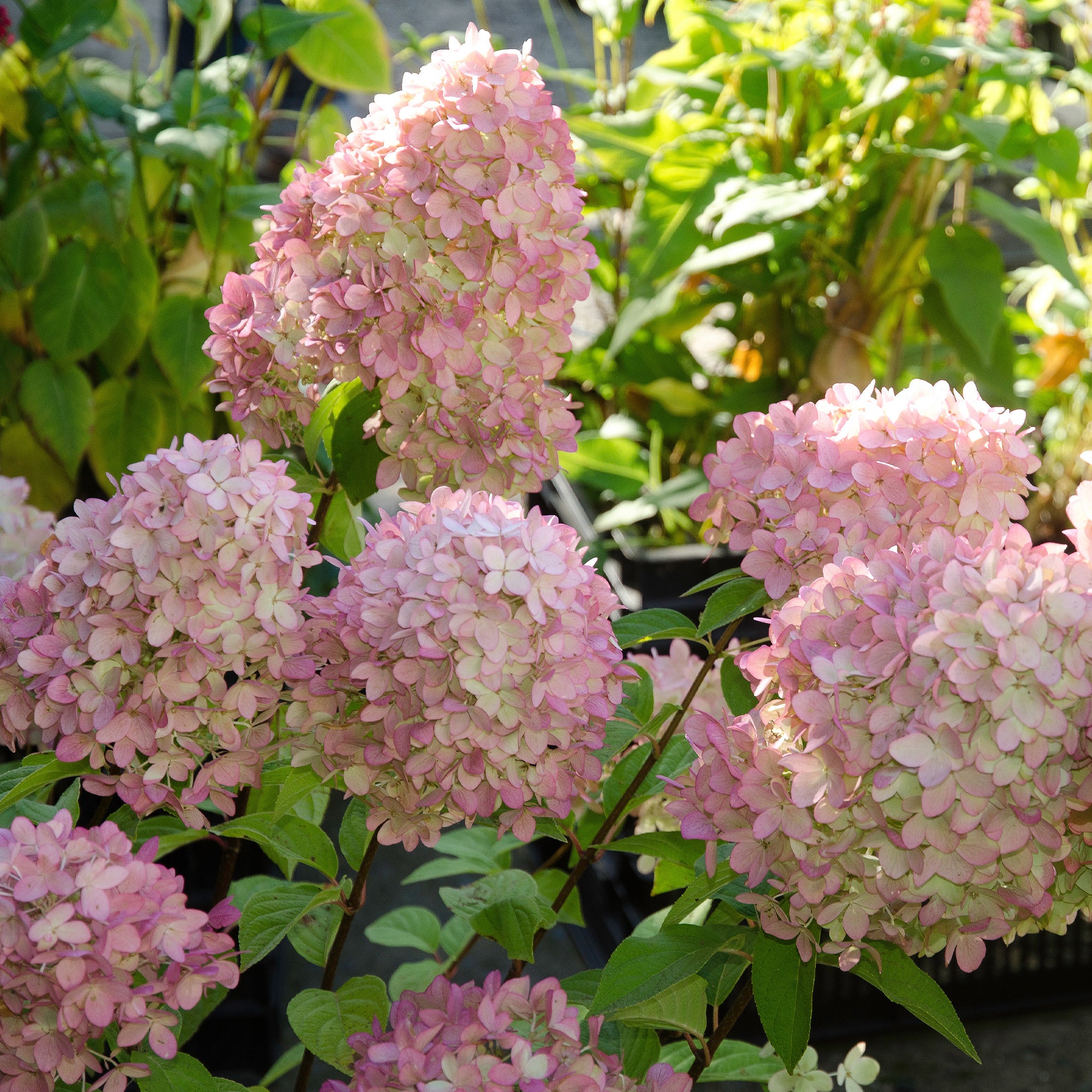 Bakker Hortensia Magical Candle paniculé pot 3 L crème rose
