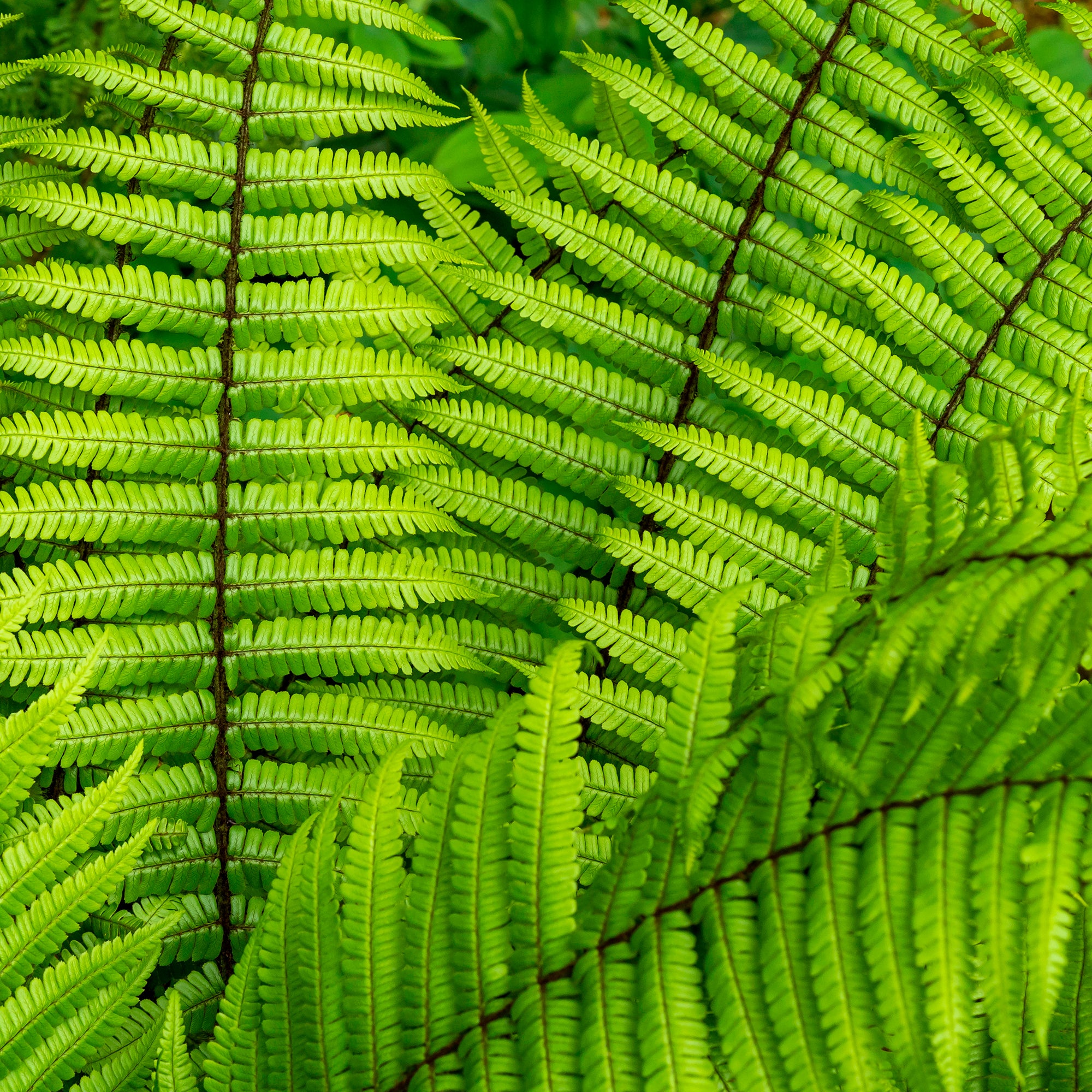 Bakker Dryopteris wallichiana fougère pot Ø 9cm ombre