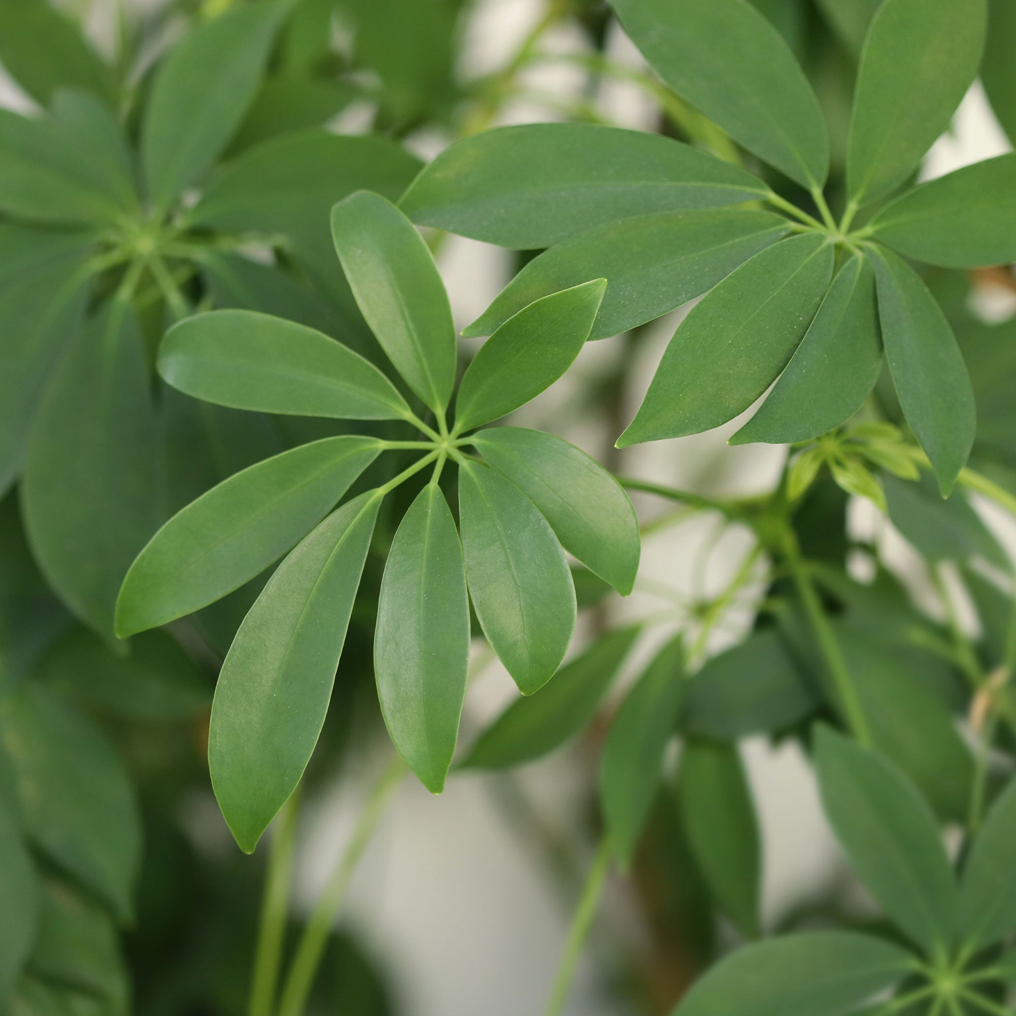 Bakker Schefflera plante d'intérieur pot Ø 12 cm 20 cm vert