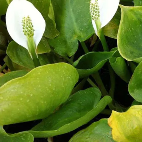 Bakker Arum d'eau plante aquatique pot Ø 9cm