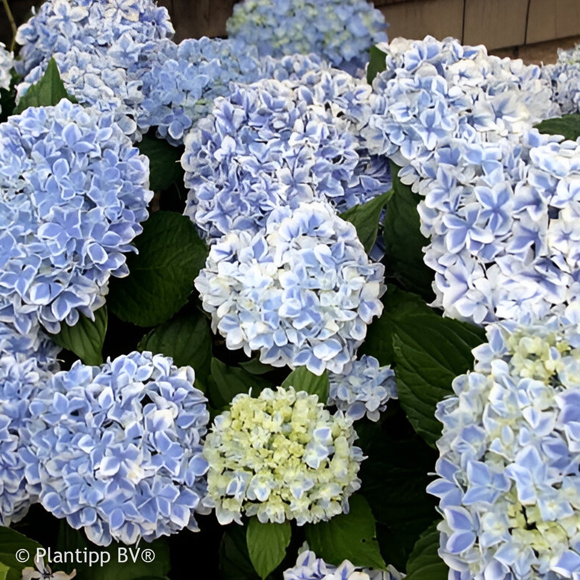 Bakker Hortensia Peppermint bicolore pot 1,3 L