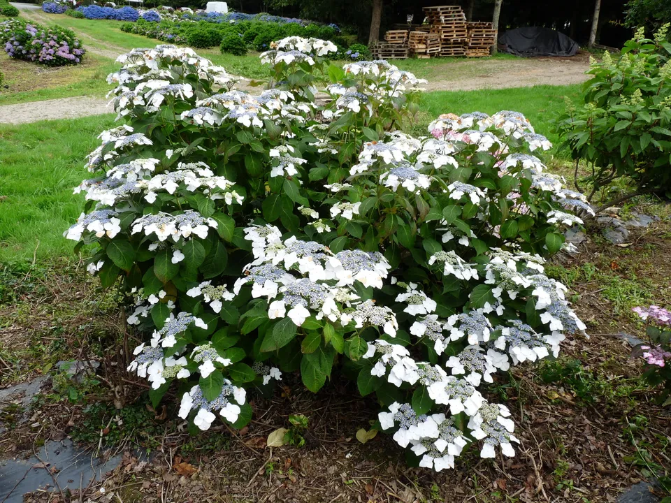 Les Hortensias du Haut Bois Veitchii hortensia macrophylla blanc