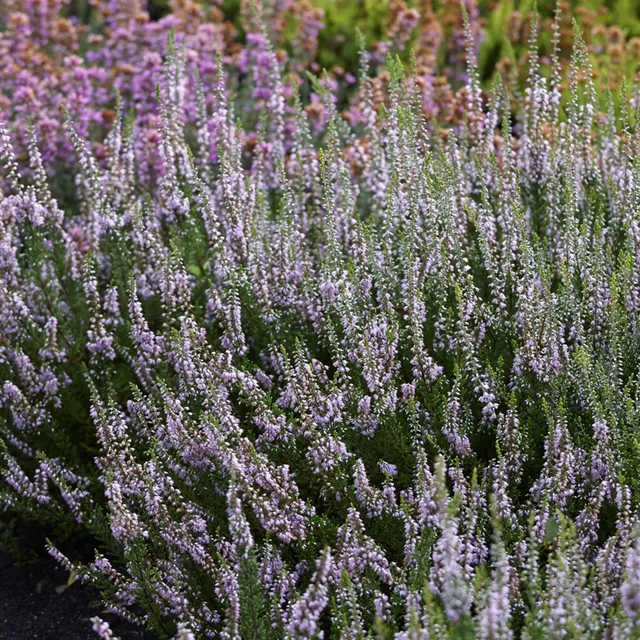 Bakker Spring Torch bruyère d'été pot 8 cm rose