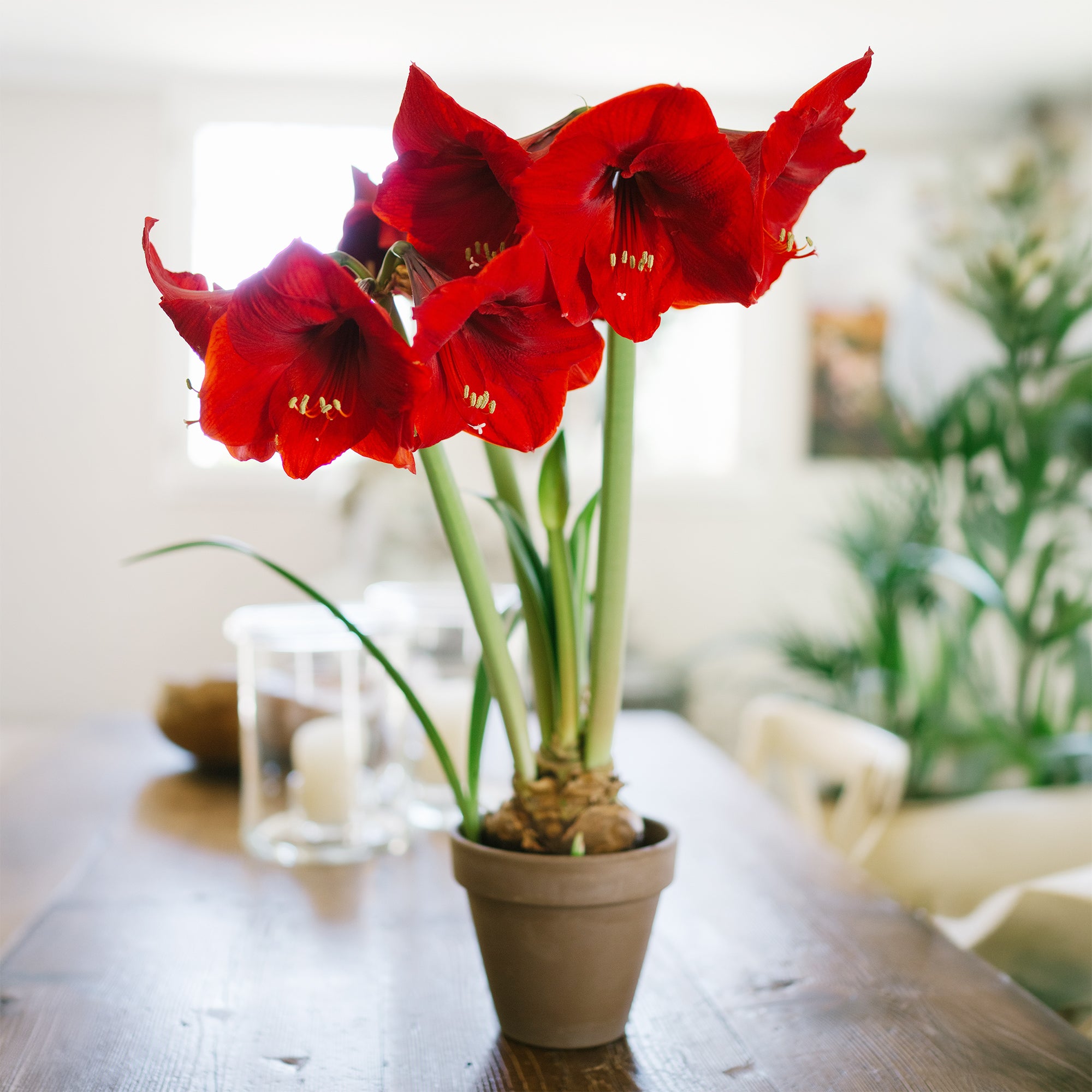 Bakker Amaryllis Red Lion bulbe fleur sachet 1 bulbe rouge 24cm+