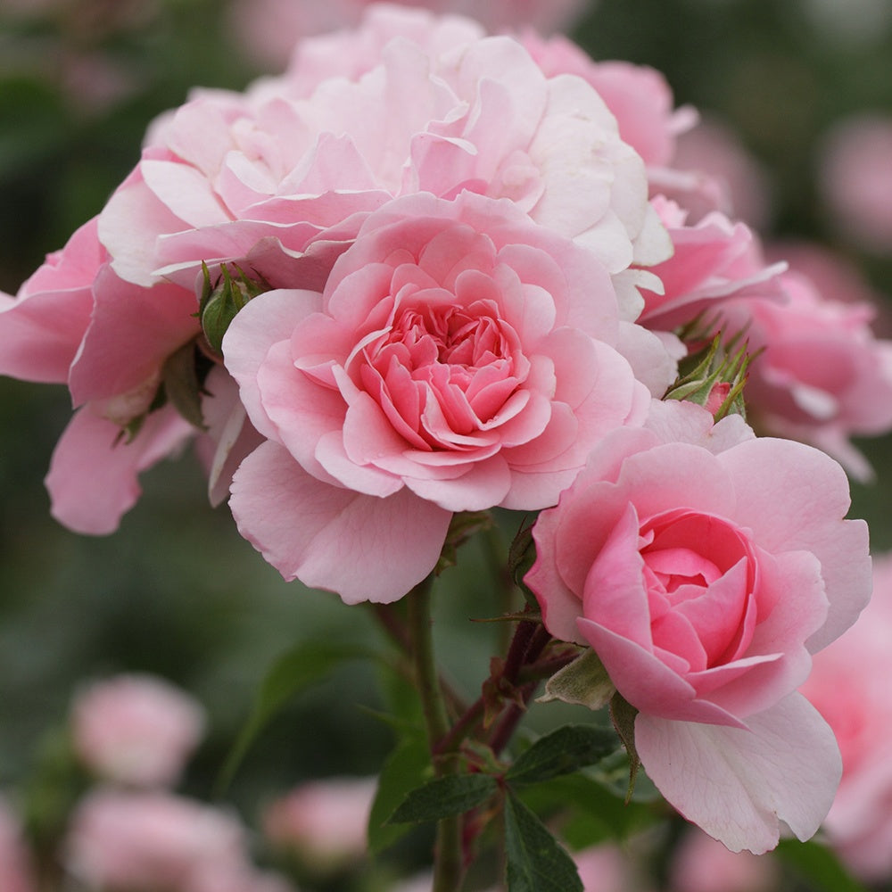 Bakker Rosier Bonica 82 arbuste racine nue 3+ branches rose