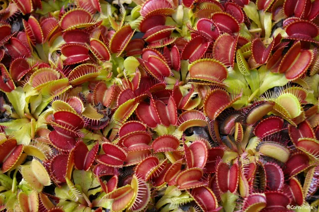 Carniflore Dionée Dionaea muscipula plante carnivore pot 9cm