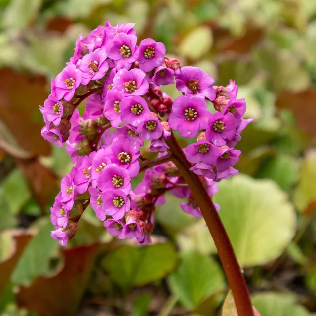 Bakker Bergénia pourpre vivace pot Ø9cm persistant
