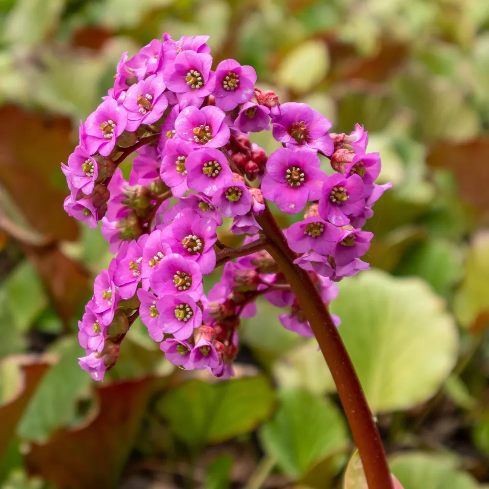 Bakker Bergénia pourpre vivace pot Ø9cm persistant