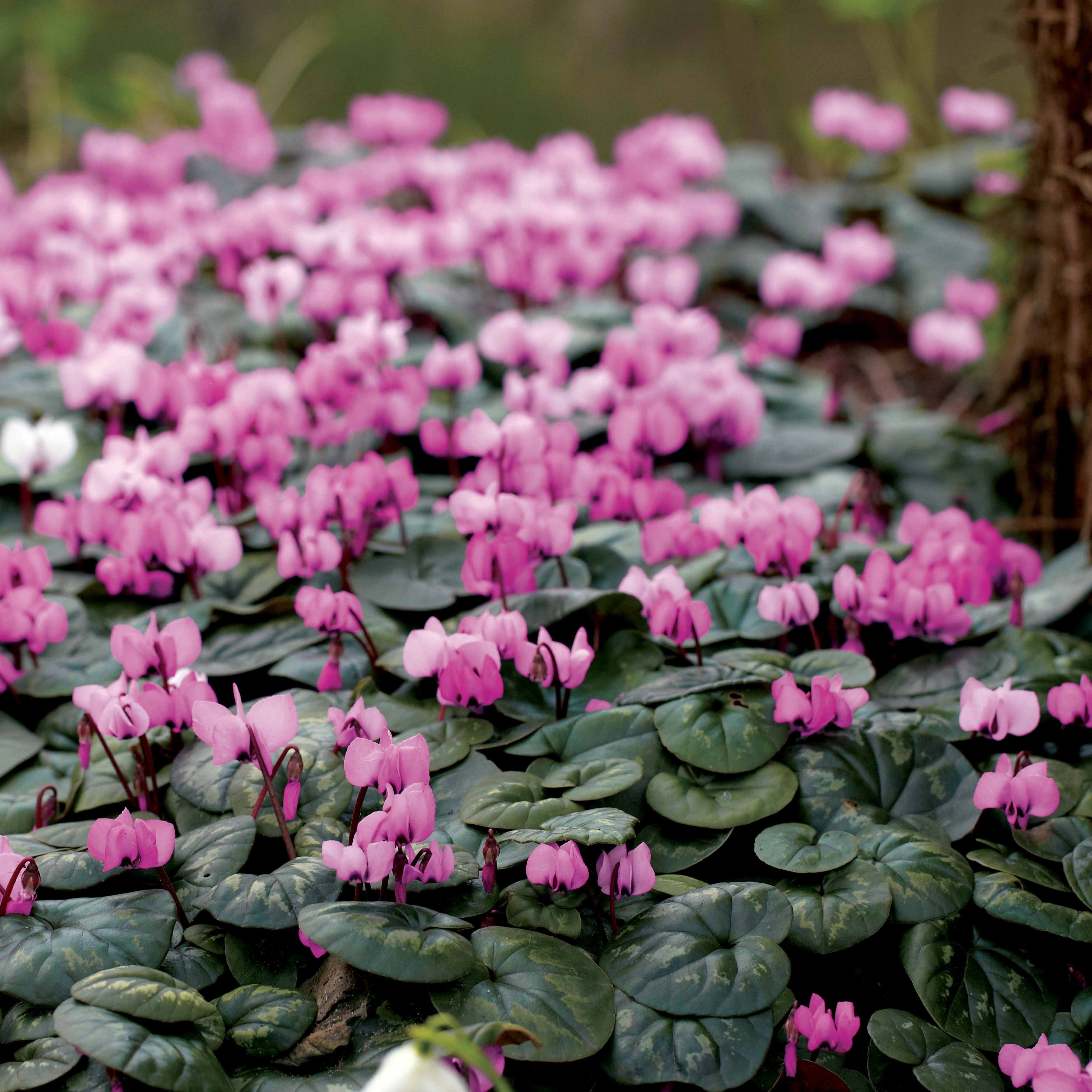 Bakker Bulbes Cyclamen île de Cos roses sachet 3 bulbes 10-12 cm
