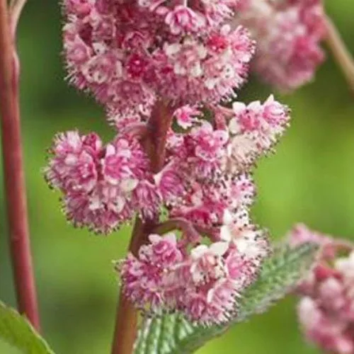 Bakker Vivaces Rodgersia Dark Pokers vivace pot 9cm rose mi-ombre