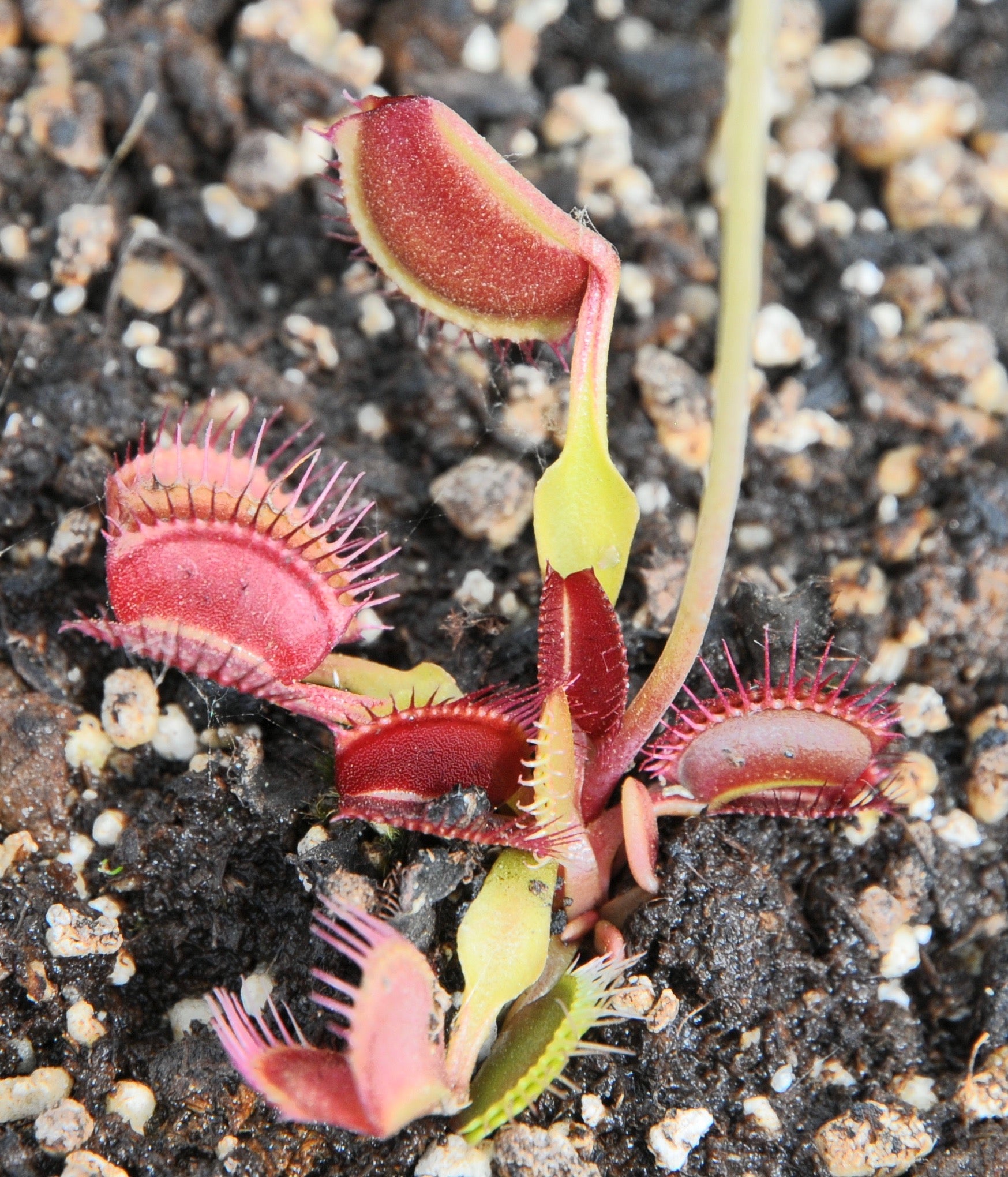 Carniflore Dionée Kayan plante carnivore adulte pétiole fin