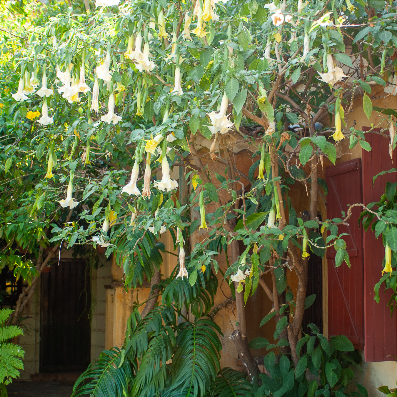 Bakker Brugmansia blanc trompette des anges pot Ø 9cm