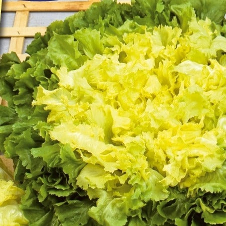 Bakker Chicorée Scarole Eminence salade sachet 0,6g automne