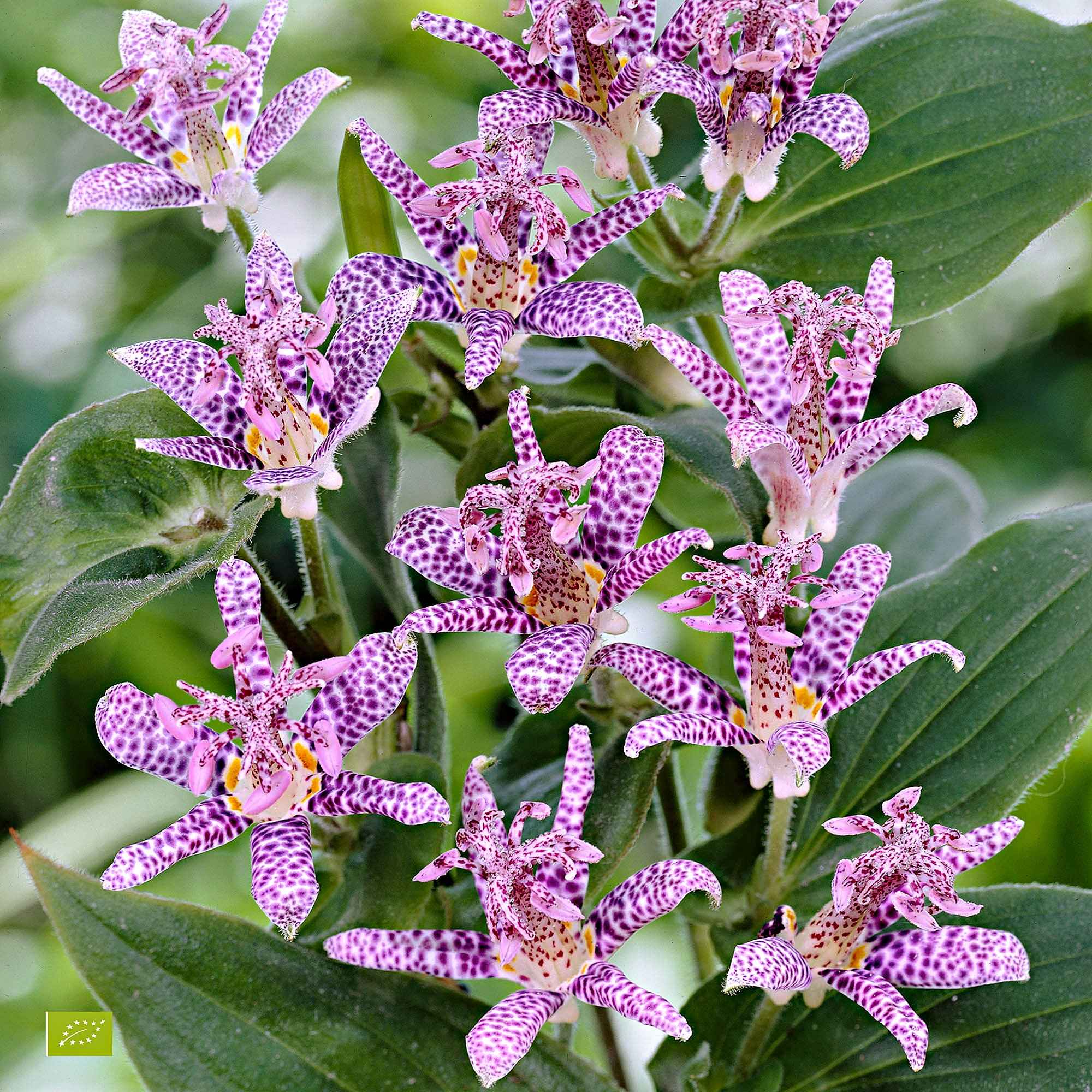 Bakker Tricyrtis hirta lys crapaud violet pot 8cm