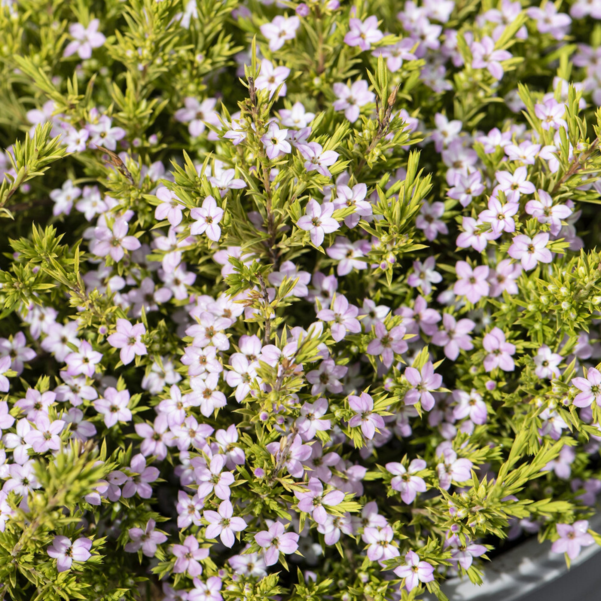 Bakker Diosma Sunset Gold plante du pêcheur pot Ø9cm doré