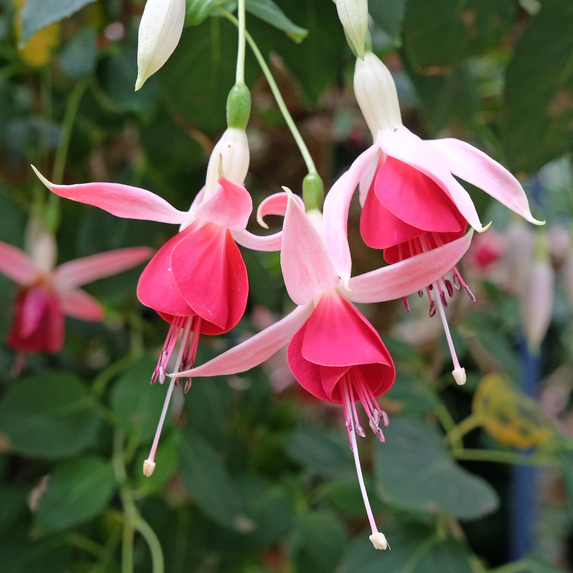Bakker Celia Smedley fuchsia 3 pots Ø9cm rouge