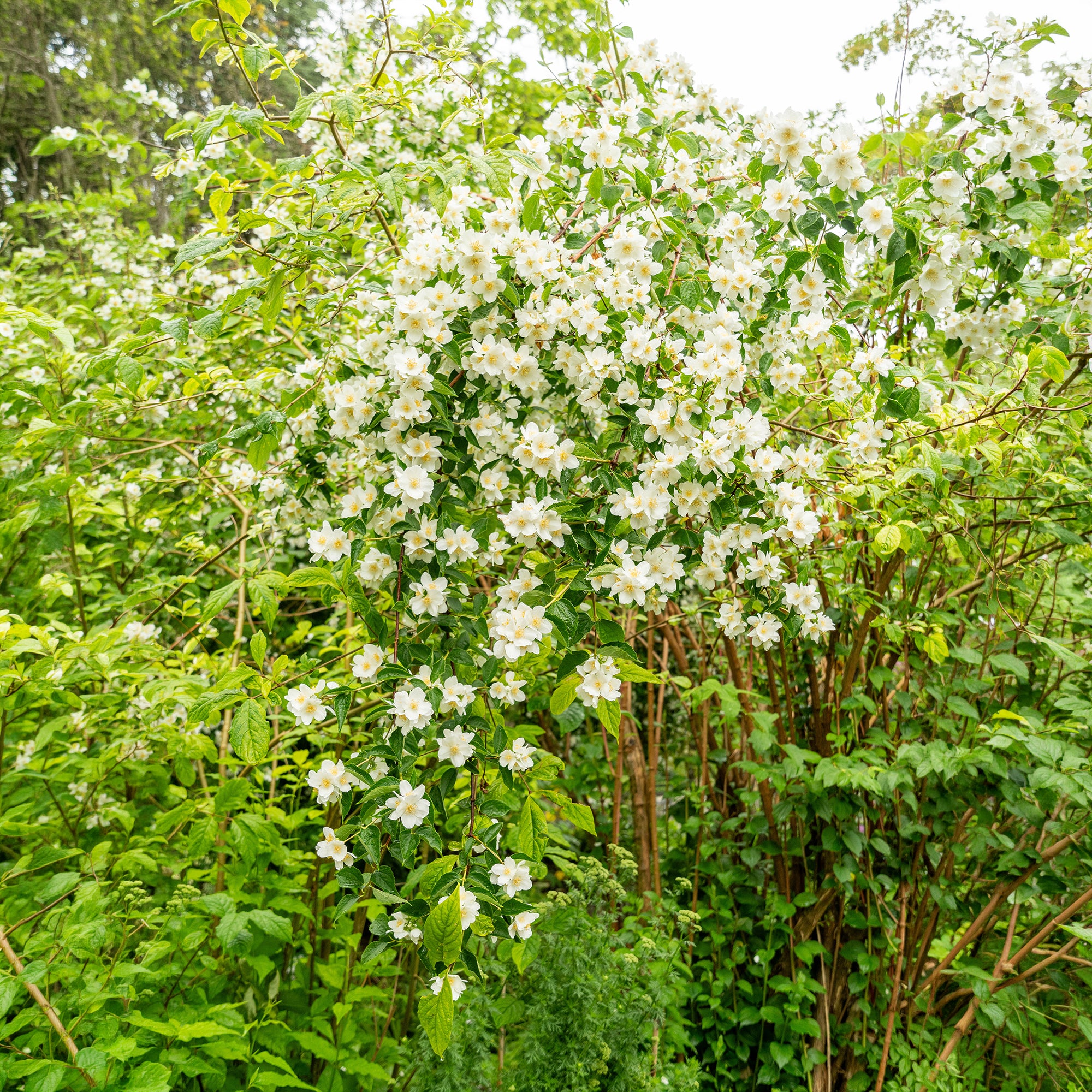 Bakker Arbustes Seringat des jardins pot 4,5L parfumé