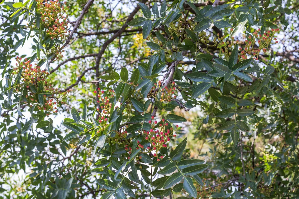 Pépinières Ripoche Pistacia vera Peters fruitier pollinisateur