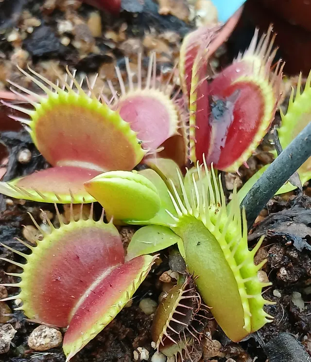 Carniflore Dionée Strong plante carnivore pot 9cm vigoureuse