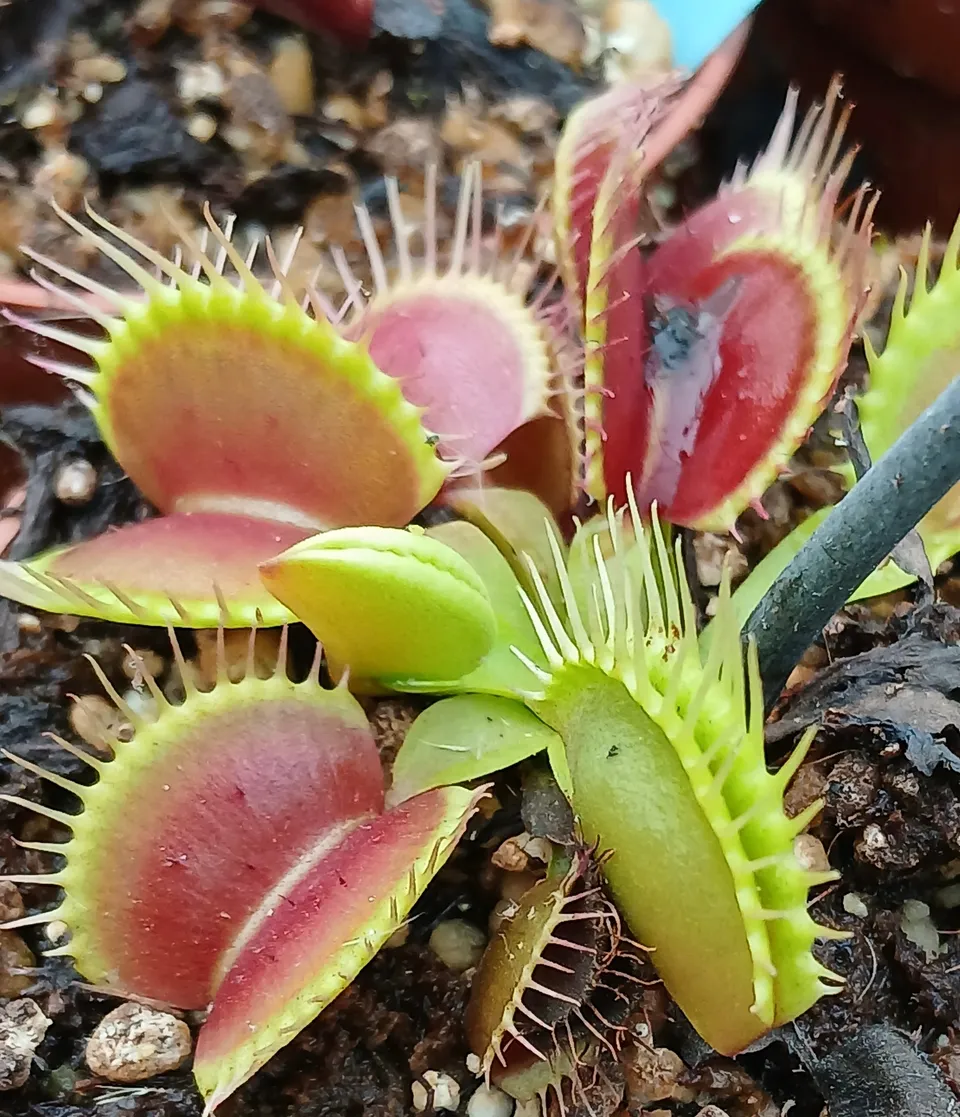 Carniflore Dionée Strong plante carnivore pot 9cm vigoureuse