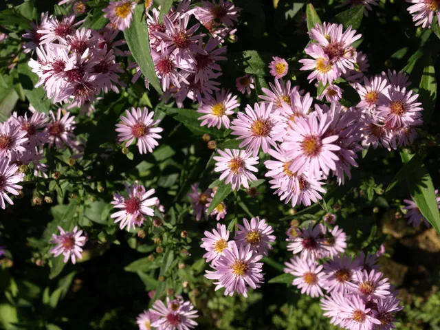 Passion Vivaces Aster Dady’s Lady Star plante godet fleurs roses