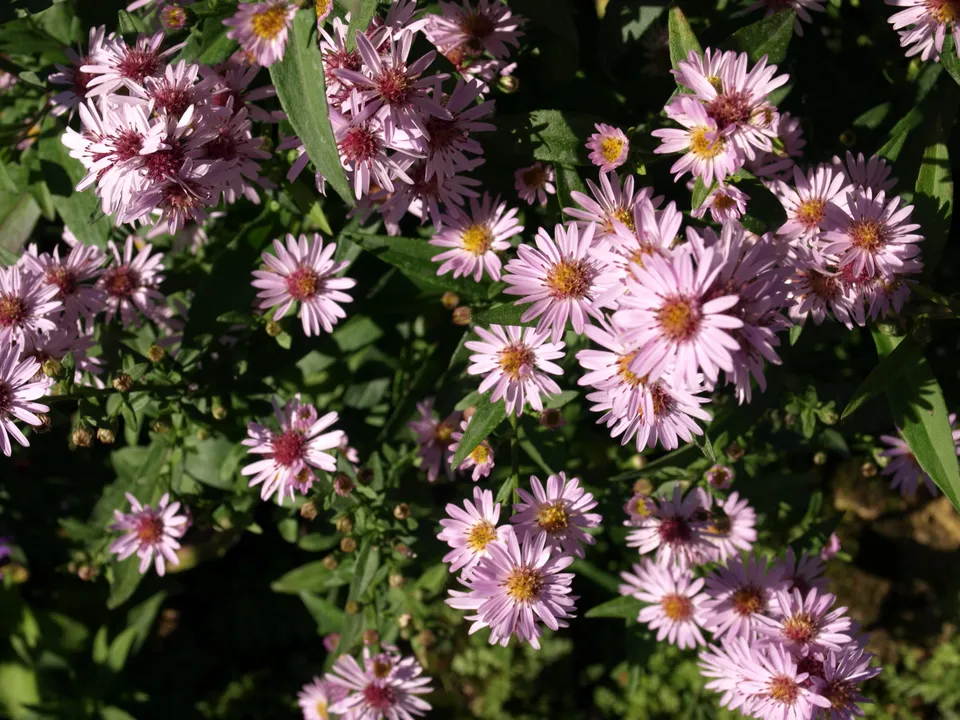 Passion Vivaces Aster Dady’s Lady Star plante godet fleurs roses