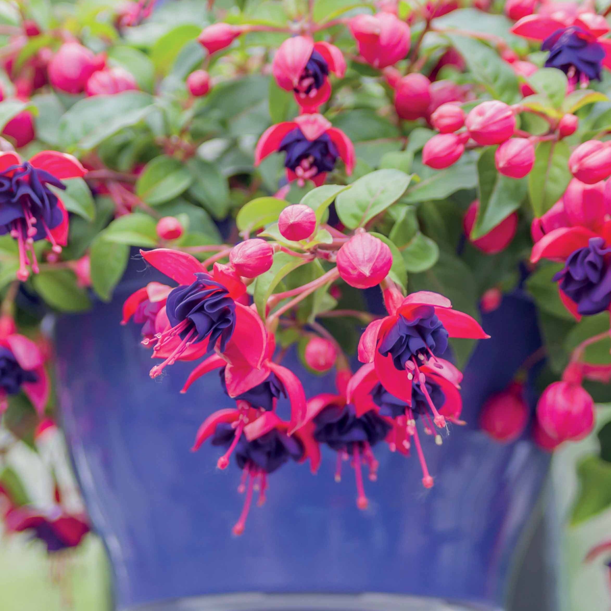 Bakker Dark Eyes fuchsia retombant 3 pots Ø9cm