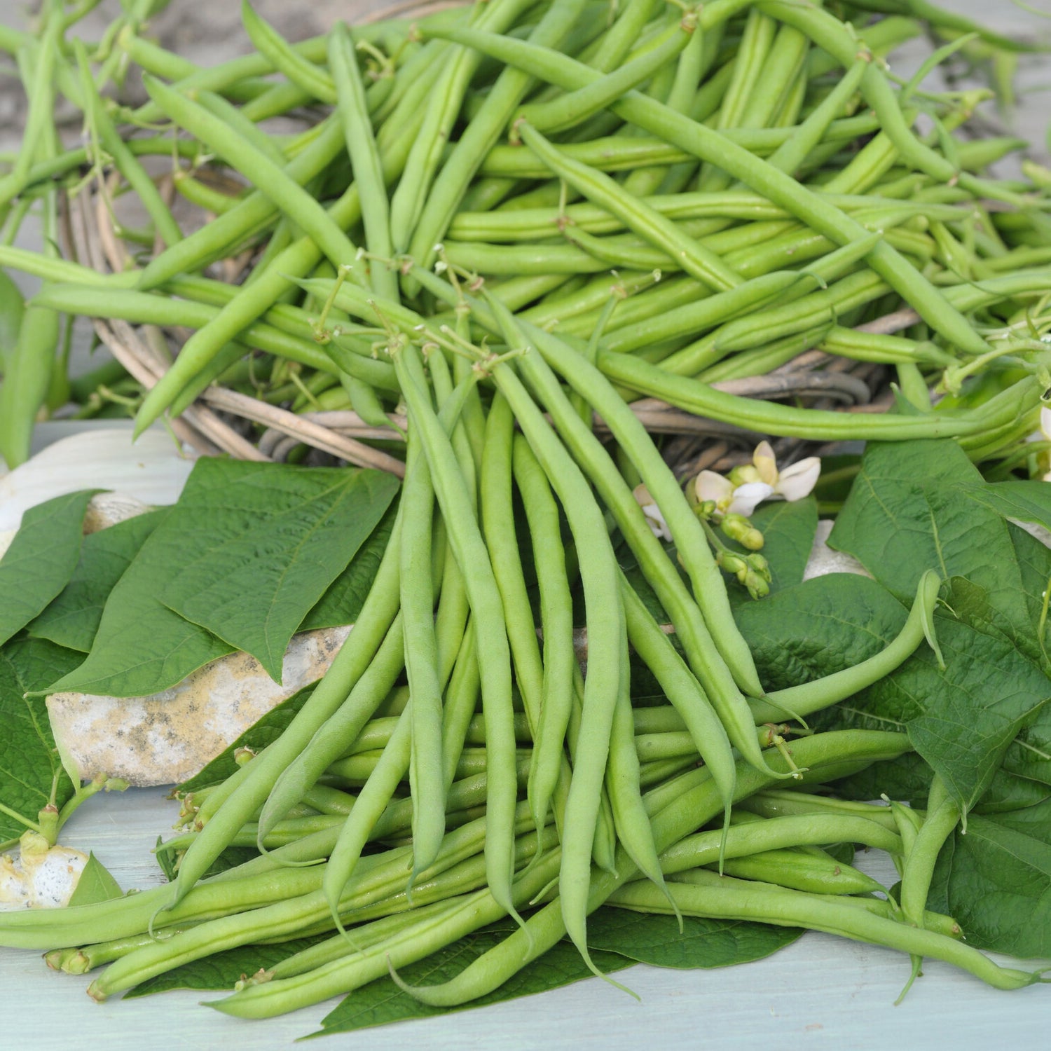 Bakker Castandel haricot nain mangetout sachet 100g sans fil