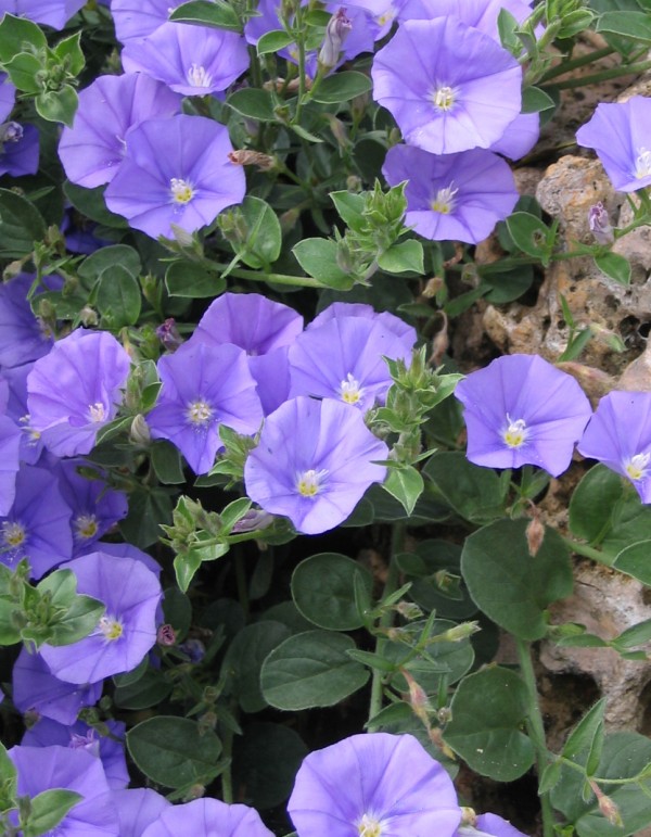 Pépinières Ripoche Convolvulus Mauritanicus arbuste bleu