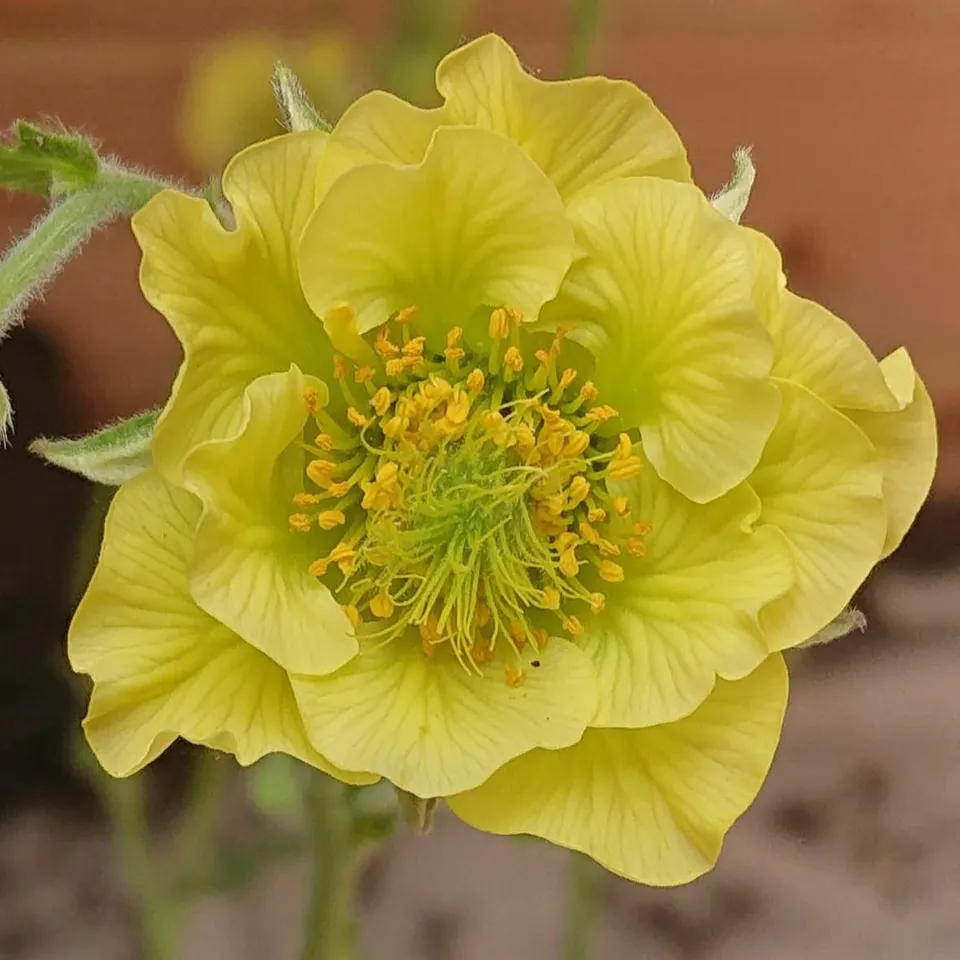 Passion Vivaces Geum Banana Daiquiri benoîte jaune citron semi-double