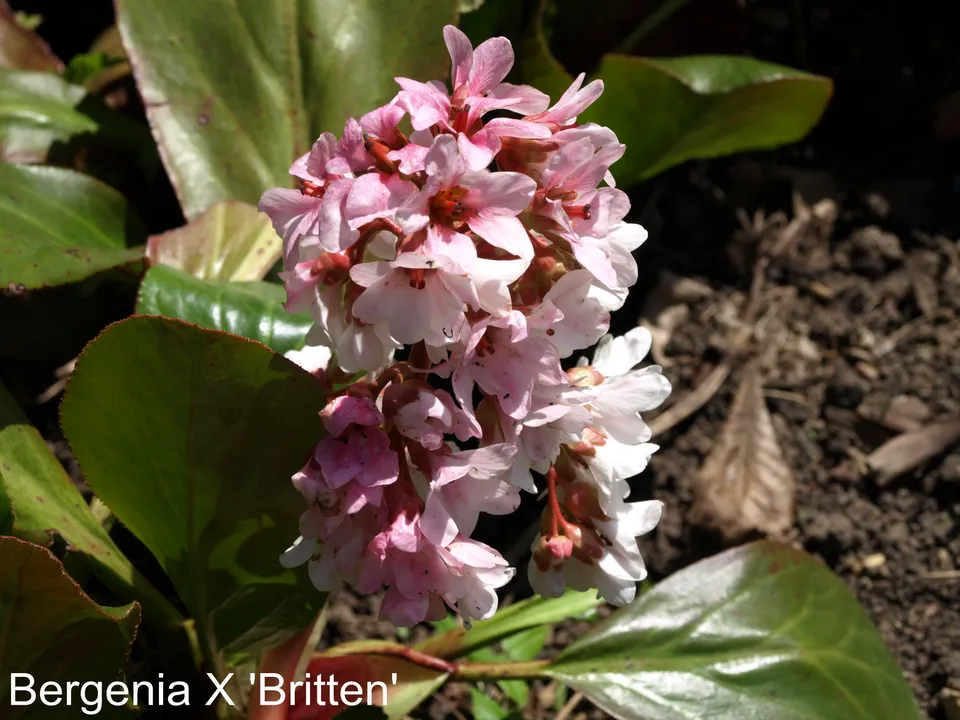 Passion Vivaces Bergenia Britten plante vivace pot 1L rose
