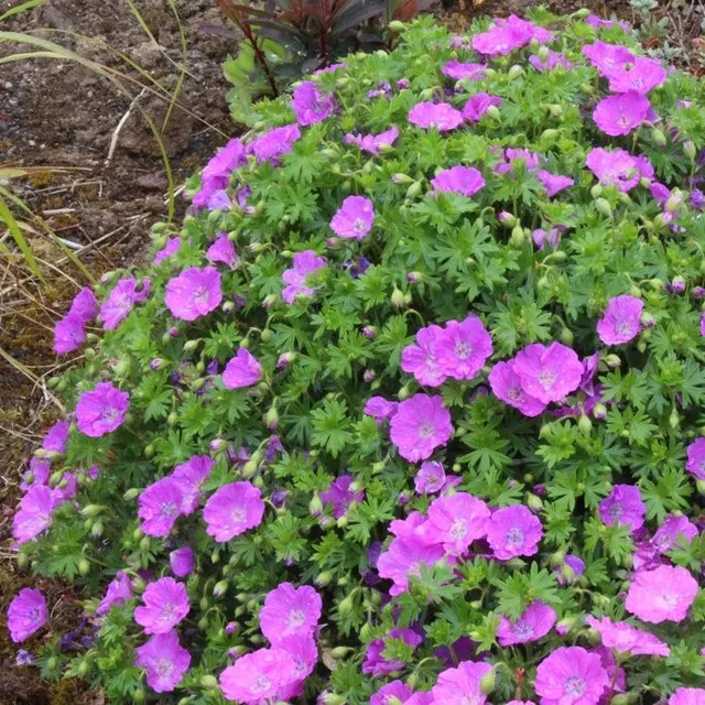 Passion Vivaces Geranium sanguineum Max Frei vivace pot 1L rose