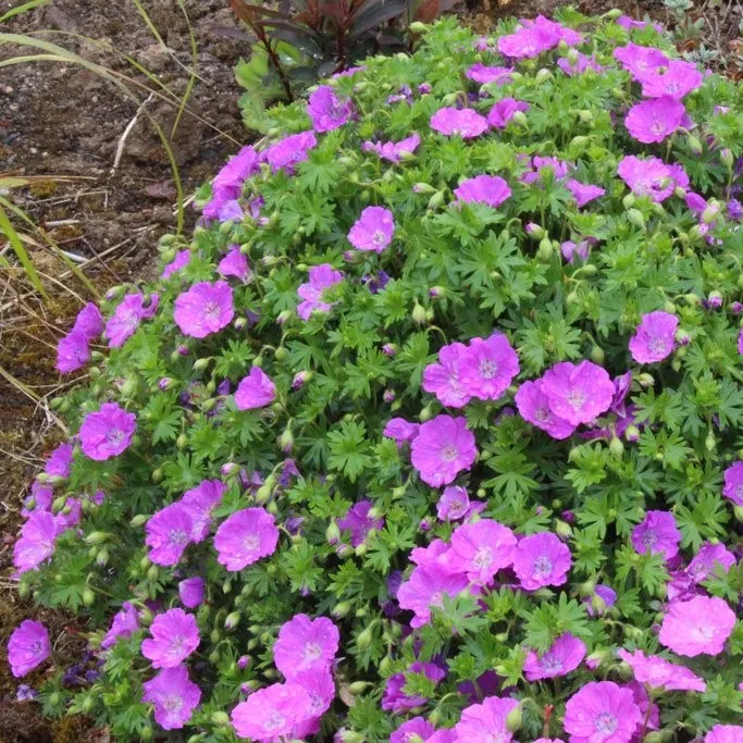 Passion Vivaces Geranium sanguineum Max Frei vivace pot 1L rose
