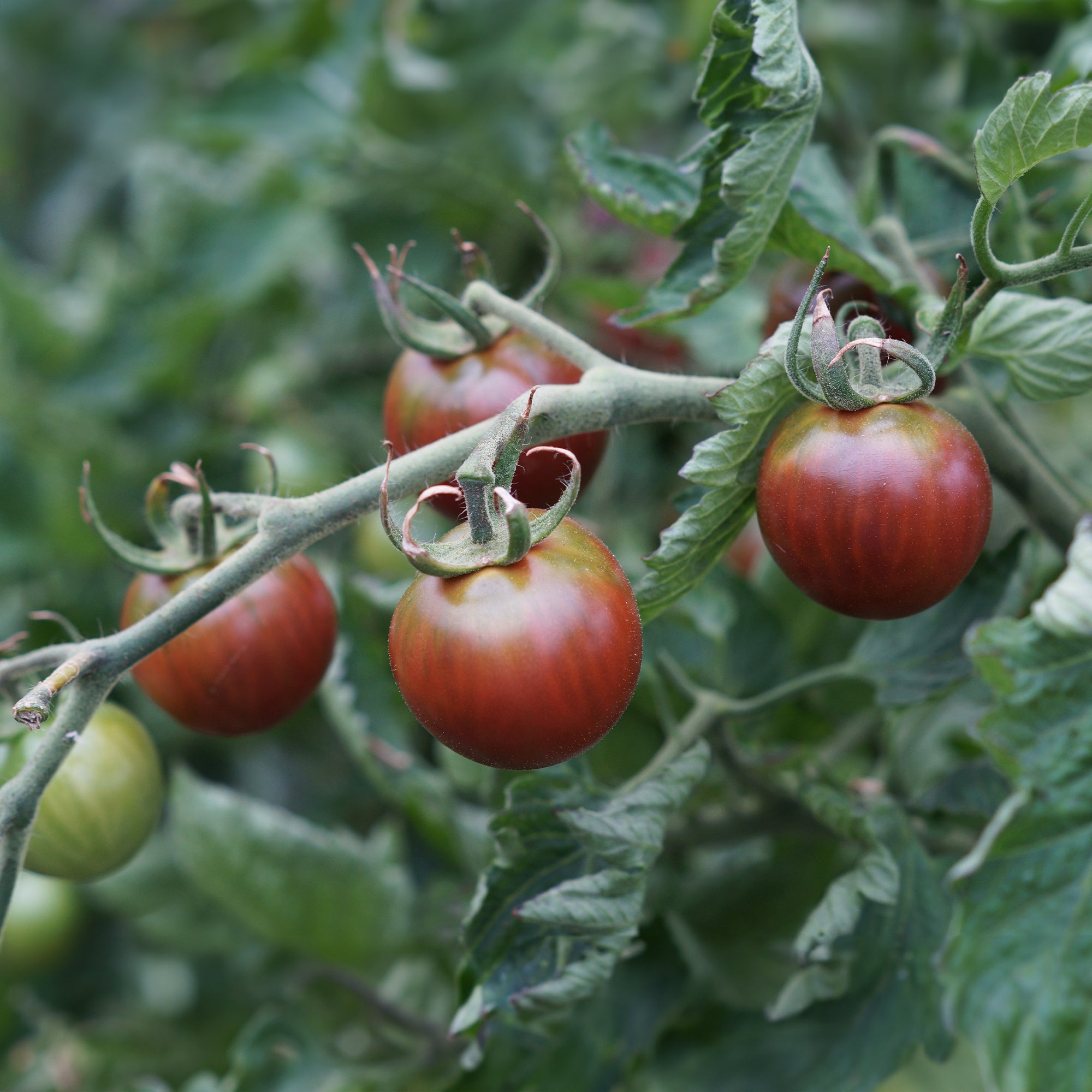 Bakker Tomates cerises graines lot 3 sachets Sungold