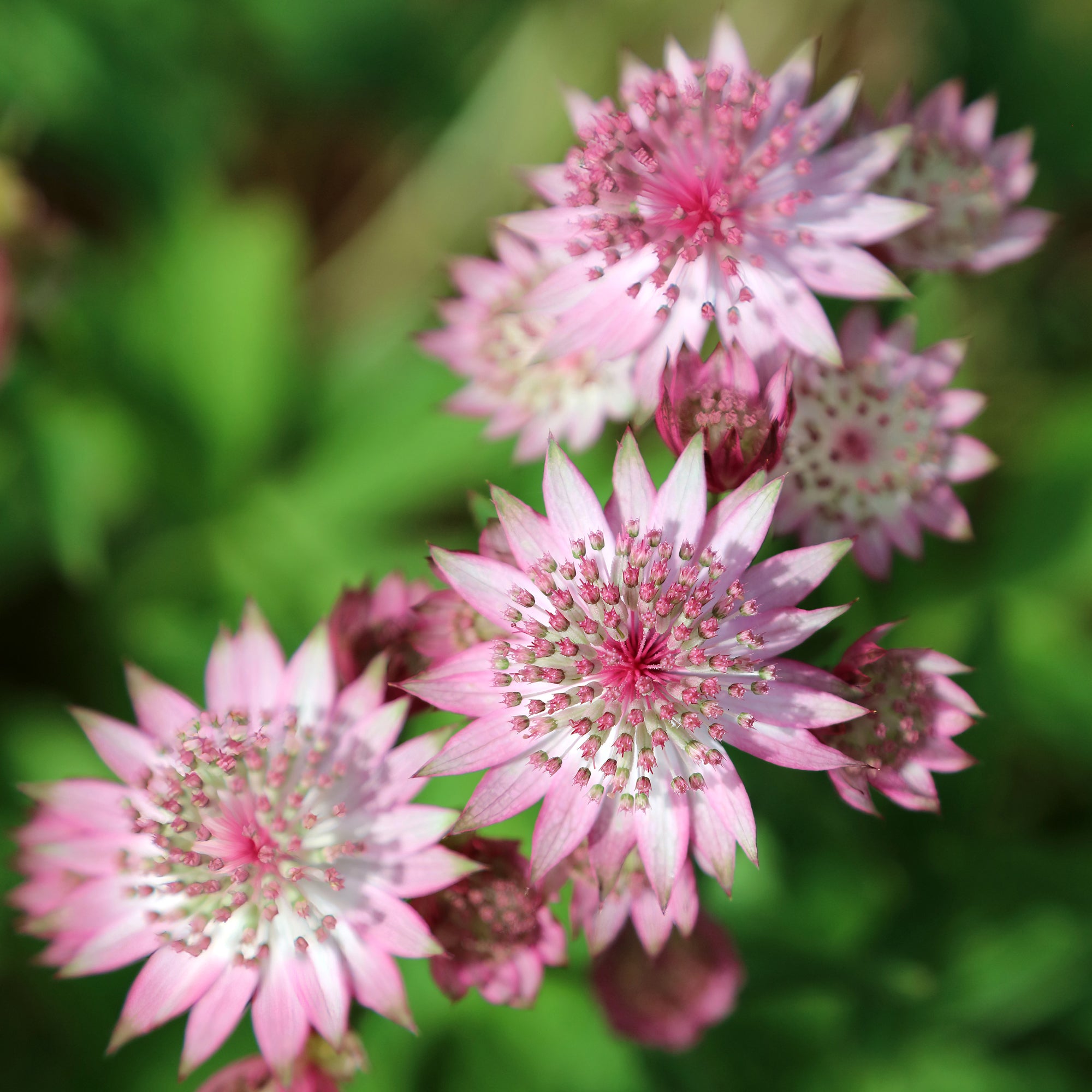 Bakker Grande astrance vivace pot 9cm fleur violette